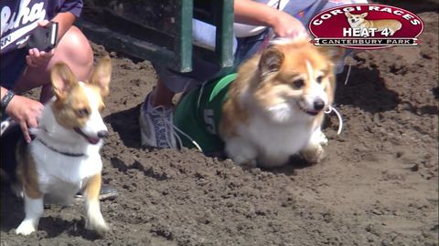 puppers fight for da championship at the shoober races