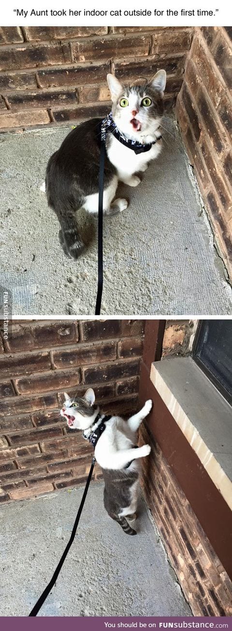 Cat sees outdoor for the first time