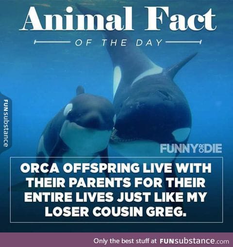 Animal kingdom fact of the day