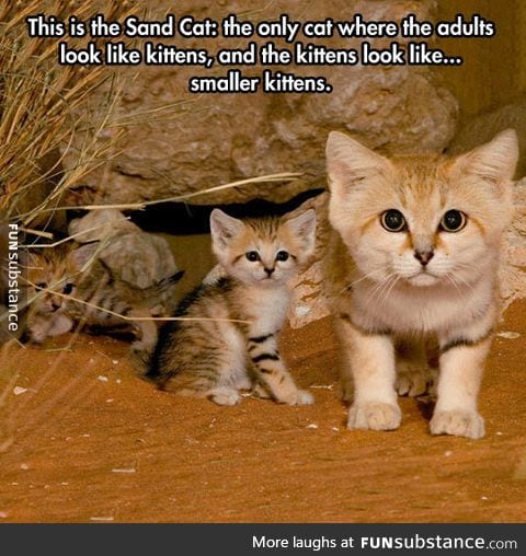 Sand cat