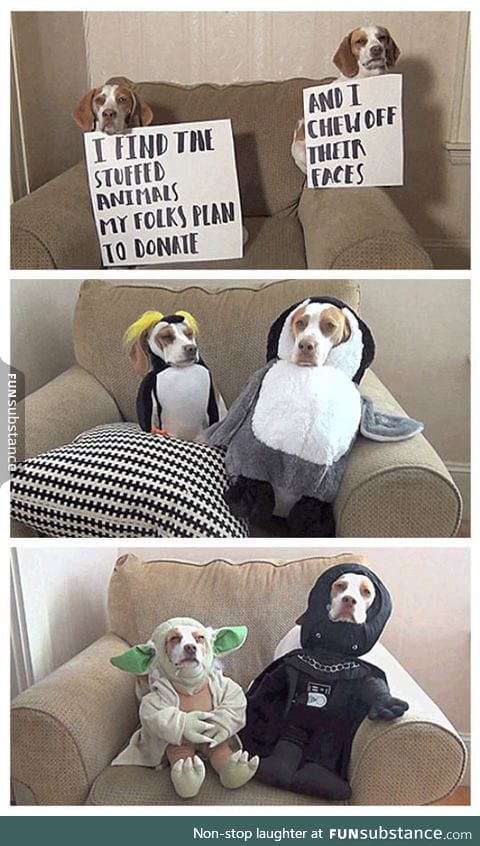 Best dog shaming I've seen...