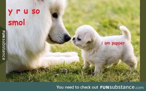 I are smol pupper