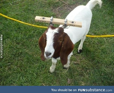 A farmer's goat kept getting his head stuck in a fence. Here's his solution