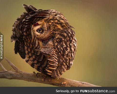 I googled "stretching owl" and stumbled upon this beautiful mystery