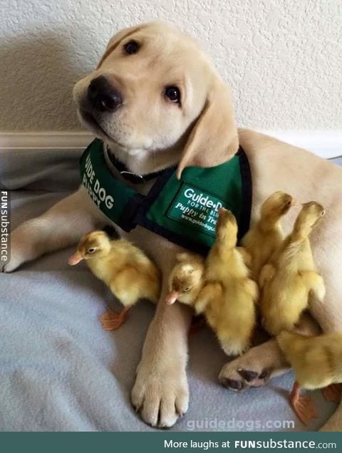 pupper with smol duckers