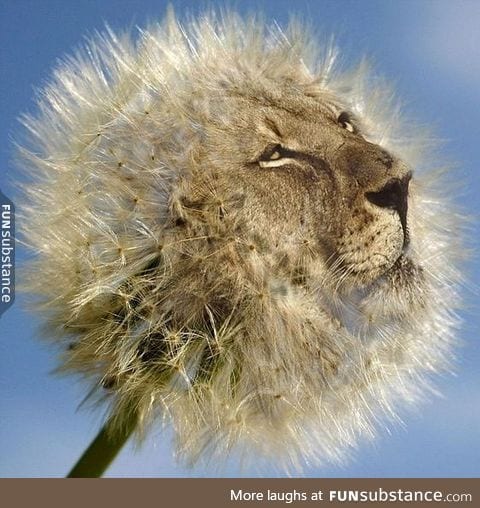 A dandy lion.