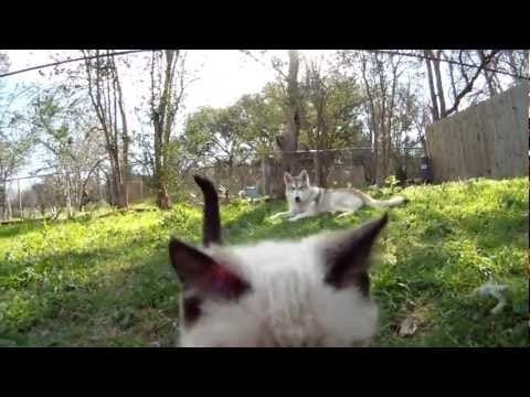 Hybrid wolfdog is very protective of the new kitten