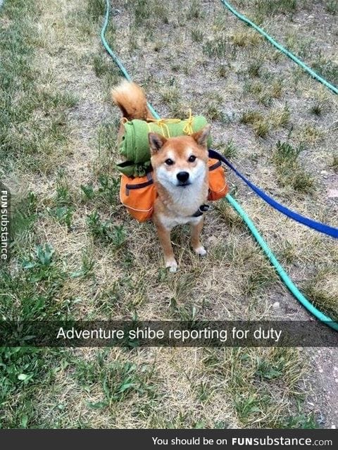 Doge ready for adventure!