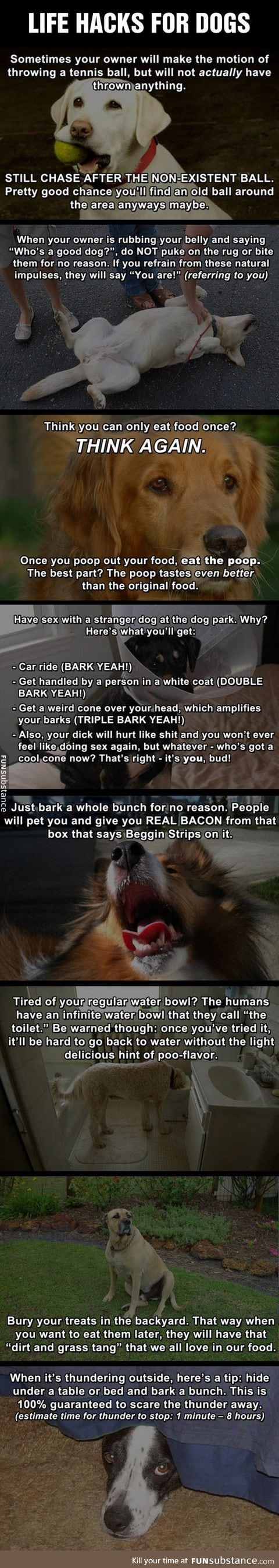 Dog life hacks