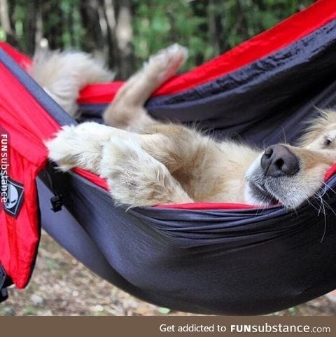 vv tired granola pupper doin a relax