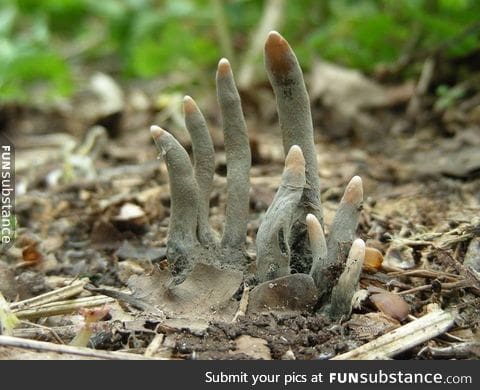 Xylaria polymorpha, a fungus known as "dead man’s fingers"