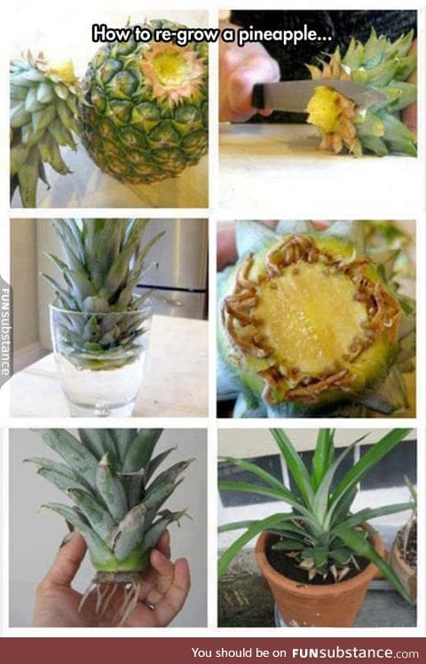 Duplicating a pineapple