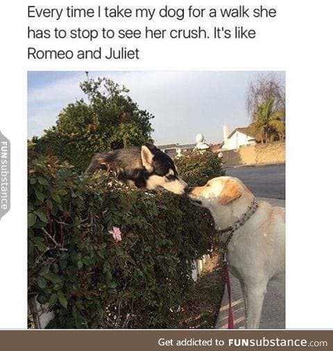 Doggo and her boyfriend