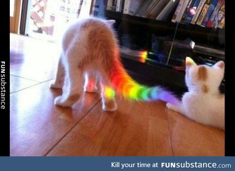 V rare rainbo kitter