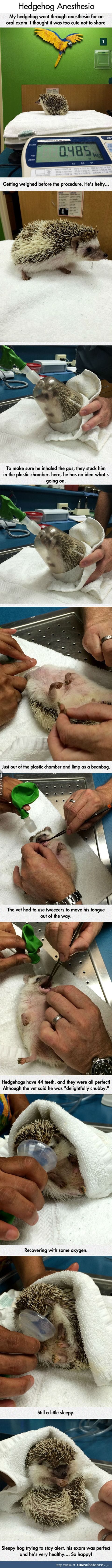 A Tiny Hedgehog's Dental Exam