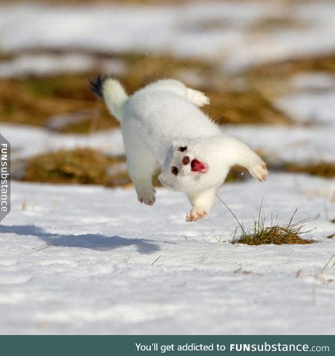 One happy little stoat.