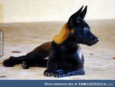 A sable coloured Belgian Malinois.