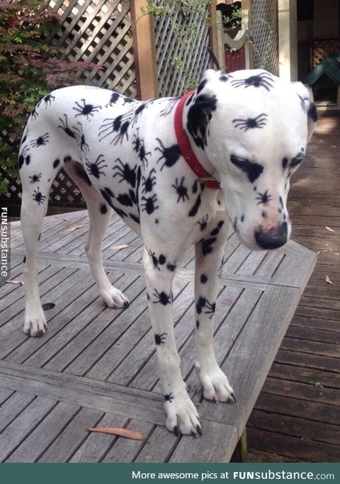 polkadot pupper is vv frighteny for halloween