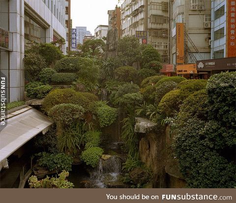 Urban Jungle in Taipei