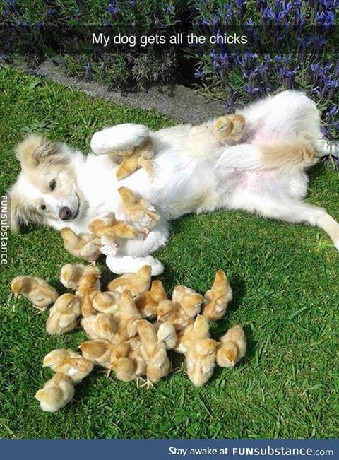 True chick magnet