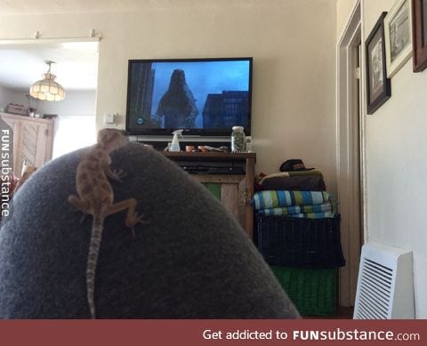 Just watching Godzilla with my gecko. He'll grow up to be my little destroyer of cities