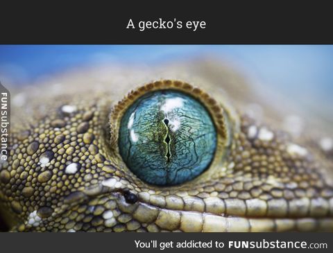 Cloe up of a gecko's eye