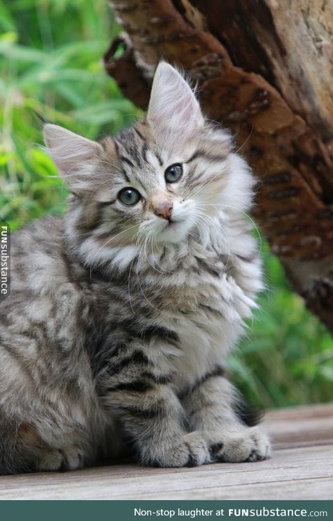 Day 609 of your daily dose of cute: Norwegian forest poof