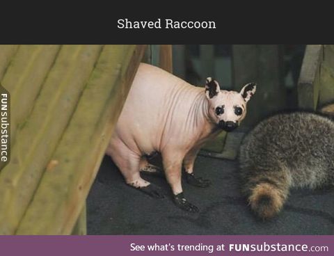 In case you have never seen a shaved raccoon