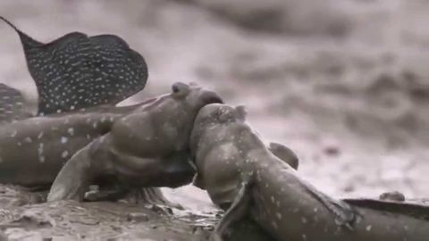 Mudskippers screaming in each other's faces