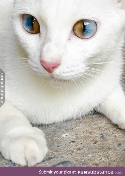 Pretty kitty eyes