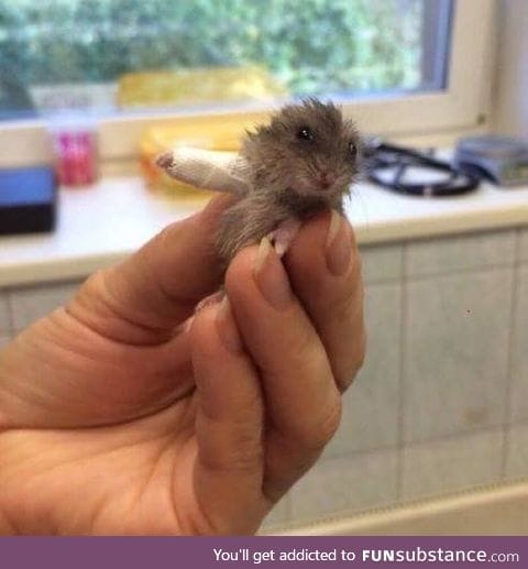 Hamster with broken arm