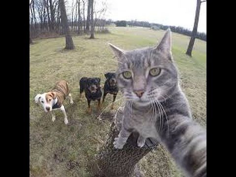 Random Cat Video