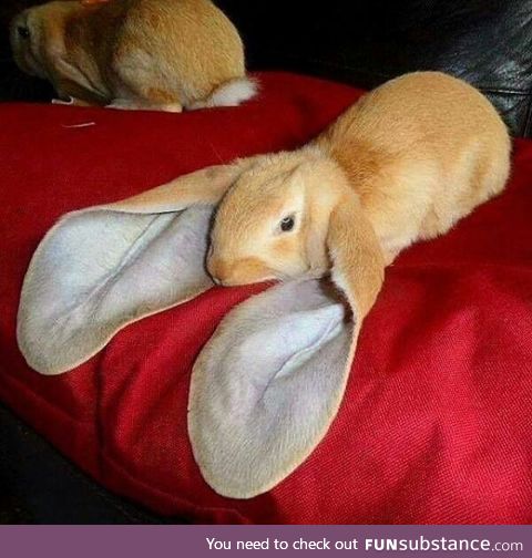 If Dumbo was a bunny