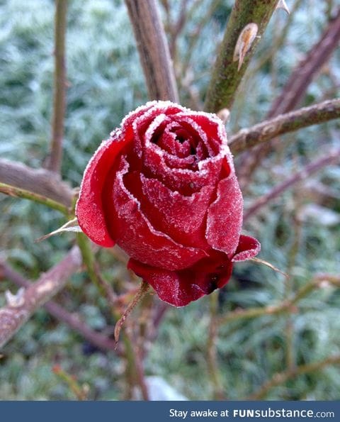 Frozen Rose