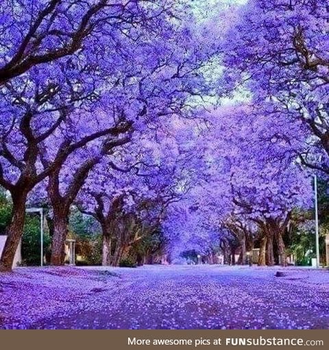 Jacaranda trees in full bloom, Australia