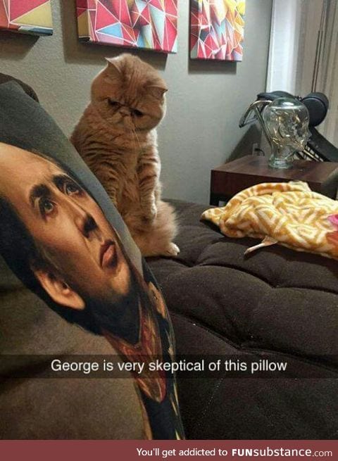 Cats name is George