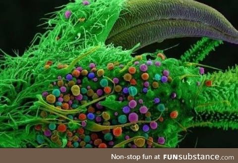 Marijuana under a microscope