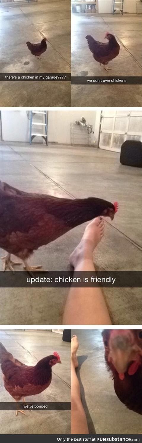 Friendly Chicken