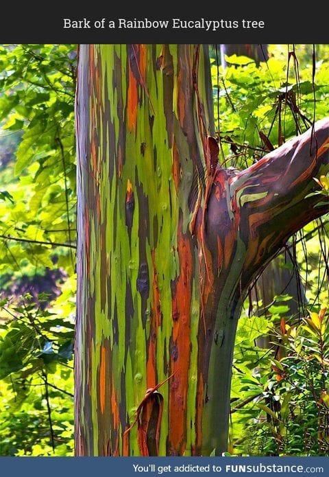 Looks like paint is seeping out of the Rainbow Eucalyptus tree