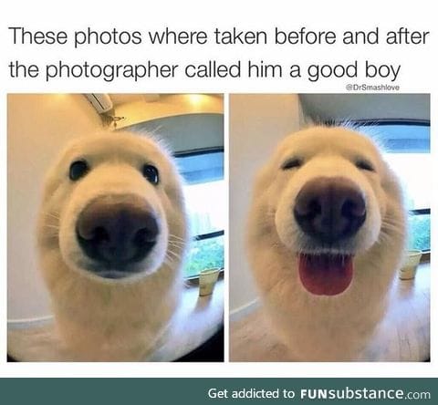 what a goodly boi