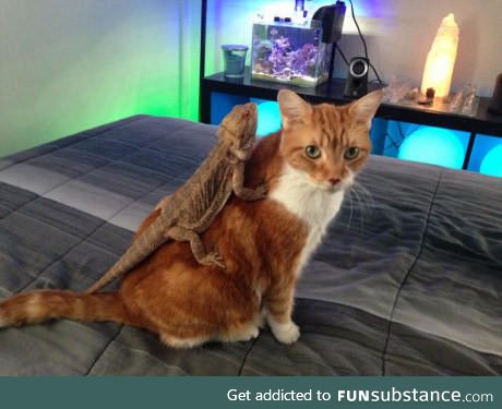 Lizard riding a cat