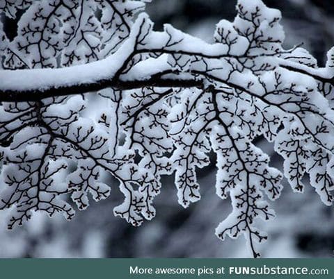 This tree's branches look like fractals