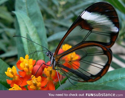 Transparent wings