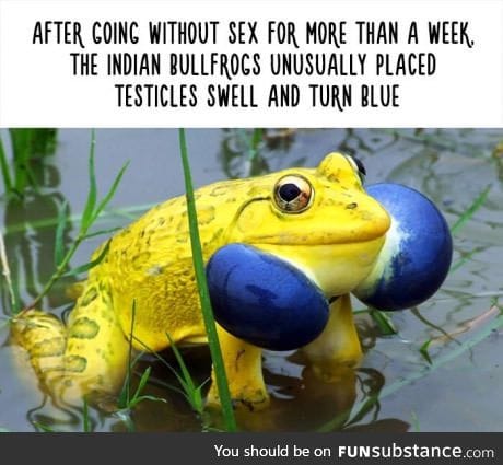 Fun fact of the day: That's why it's called blueballs