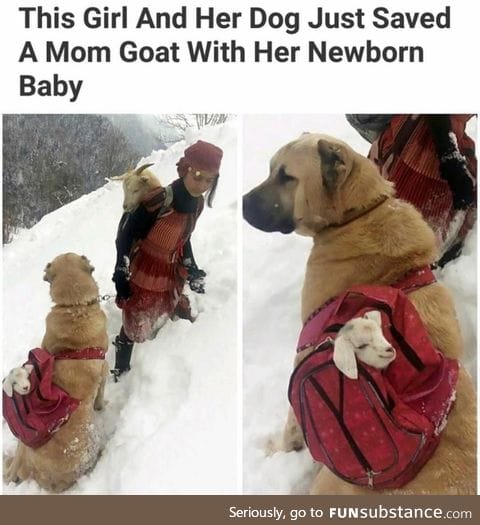 Faith in dog restored