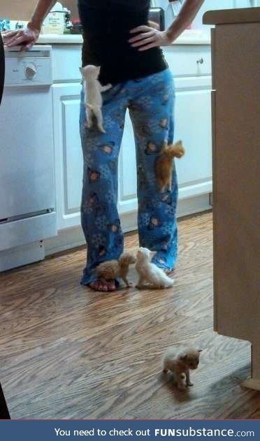 The ultimate in kitten sports - pants climbing