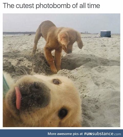 Pupper photobombs