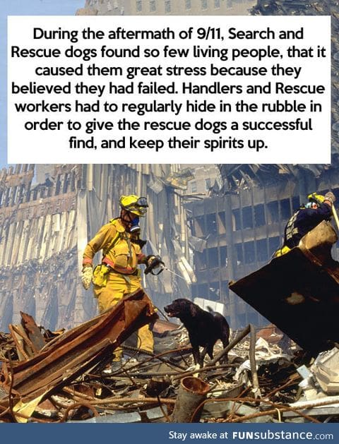 More proof that dogs are too good for this world