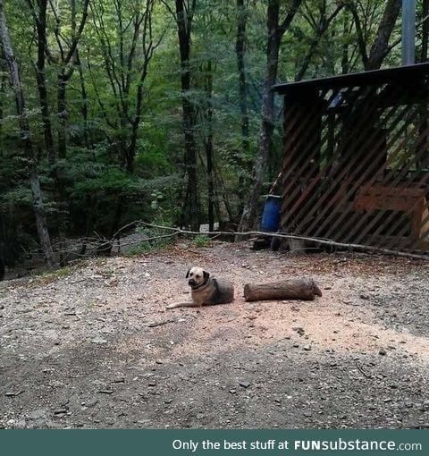 Rip log dog