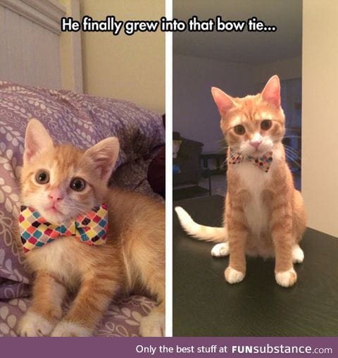 He looks nice in his lil bow tie